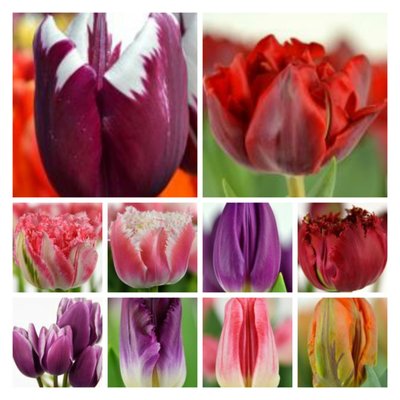 Набор тюльпанов микс №5 3105 фото