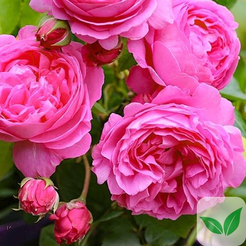 Роза английская Луиз Одье a-1416 фото
