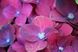 Гортензия крупнолистная Хот Ред Пурпл gor-2538 фото 5