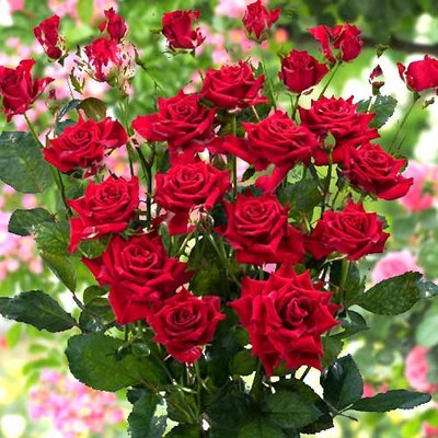 Троянда спрей Мірабель a-1720 фото