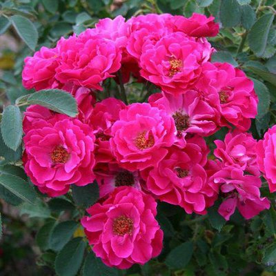 Роза канадская Джон Франклин a-1501 фото