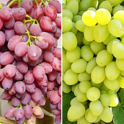 Комплект винограду Асорті з 2 сортів a-2318 фото