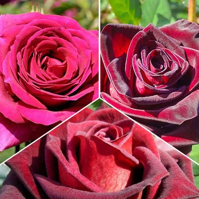 Суперпропозиція! Комплект троянд триколор з 3 сортів. a-1688 фото