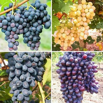 Комплект винограда Искушение из 4 сортов a-2317 фото