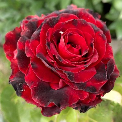 Троянда чайно-гібридна Лавлі Ред a-1715 фото
