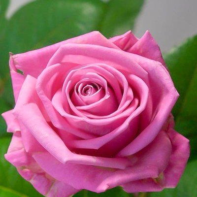 Троянда чайно-гібридна Аква a-1665 фото