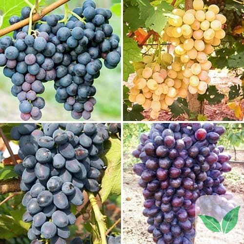 Комплект винограду Спокуса з 4 сортів a-2317 фото