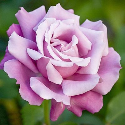 Троянда чайно-гібридна Блакитна Королева a-1627 фото