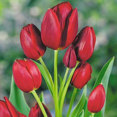 Тюльпан многоцветковый Уоллфлауэр a-2213 фото