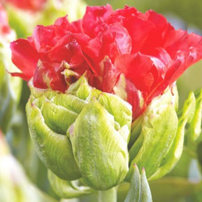 Тюльпан махровий Кросбі a-2060 фото