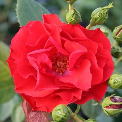 Троянда флорибунда Алотрія a-1621 фото