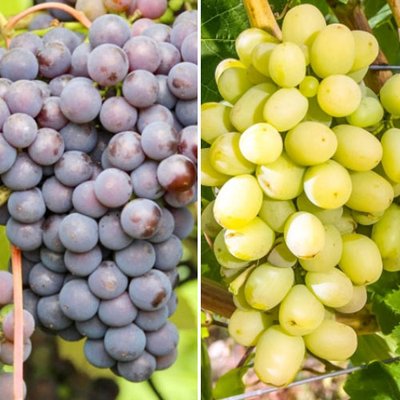 Комплект винограду Суперморозостійкий із 2 сортів. a-2349 фото