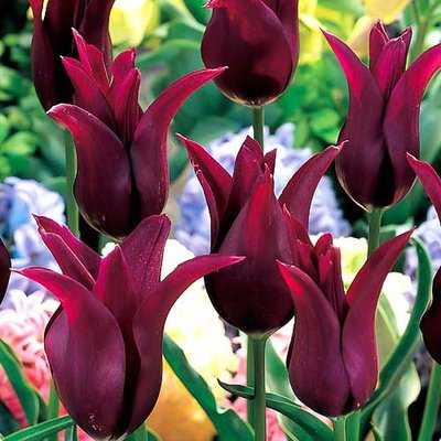 Тюльпан лилиецветный Бургунди a-2281 фото
