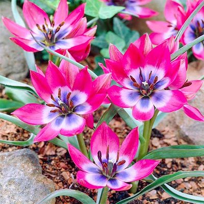 Тюльпан ботанічний Літтл Бьюті a-2298 фото
