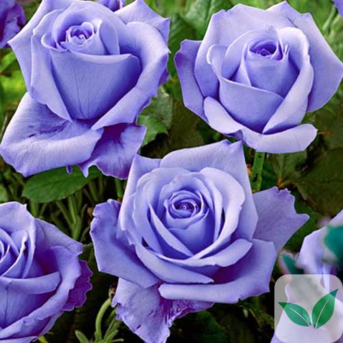 Троянда чайно-гібридна Блакитна a-1597 фото