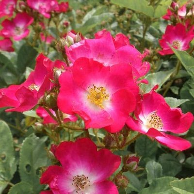 Роза почвопокровная Ред Балерина a-1386 фото