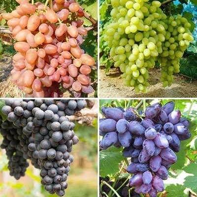 Комплект винограду Натюрморт з 4 сортів. a-2314 фото