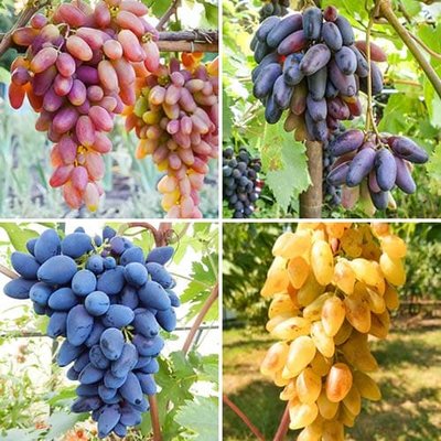 Комплект винограда Пальчиковый бум из 4 сортов a-2322 фото