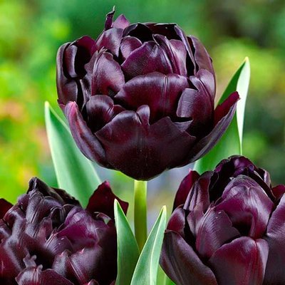 Тюльпан махровий Блек Хіро a-2276 фото