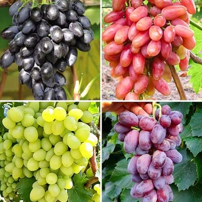 Комплект винограда Гордость виноградарей из 4 сортов a-2320 фото