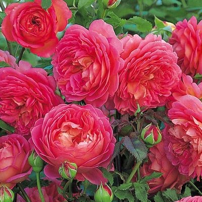Троянда англійська Рожевий лід a-1533 фото