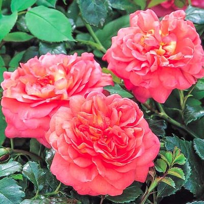Роза английская Кристофер Марлоу a-1551 фото