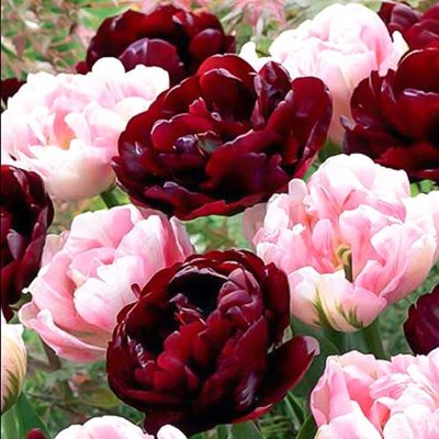 Суперпредложение! Комплект тюльпанов Магия цвета из 2-х сортов a-1967 фото